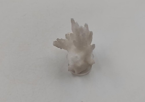 Καλσίτης Καλσίτης