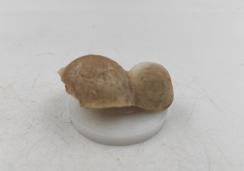 Αραγωνίτης Λαυρίου Αραγωνίτης Λαυρίου