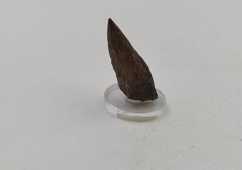 ΚΑΛΣΙΤΗΣ ΛΑΥΡΙΟΥ  