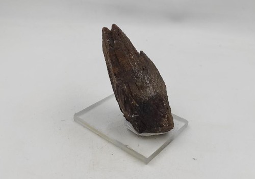 ΚΑΛΣΙΤΗΣ ΛΑΥΡΙΟΥ ΚΑΛΣΙΤΗΣ ΛΑΥΡΙΟΥ