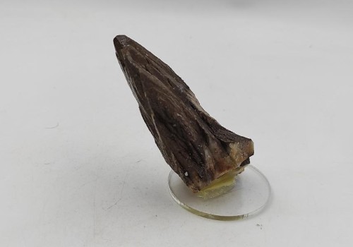 ΚΑΛΣΙΤΗΣ ΛΑΥΡΙΟΥ  