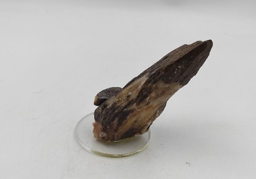 ΚΑΛΣΙΤΗΣ ΛΑΥΡΙΟΥ  