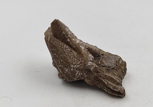 ΚΑΛΣΙΤΗΣ ΛΑΥΡΙΟΥ ΚΑΛΣΙΤΗΣ ΛΑΥΡΙΟΥ